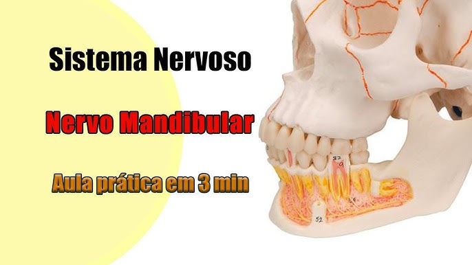 Nervo Maxilar completo - Anatomia Humana - Anatomia 
