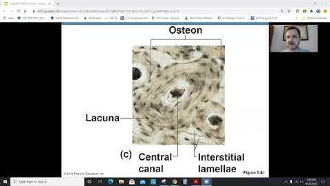 Anatomy Chapter 5, Part 1: The Skeletal System