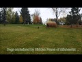 Hidden Fence of MN - Both videos are dogs less than 1 year old. Hidden Fence of MN - Both videos are dogs less than 1 year old.
