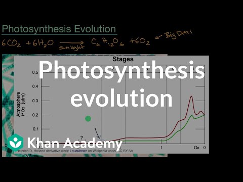 Видео: Защо p680 е важен за фотосинтезата?