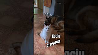 Spróbować zawsze można 😉 #zwierzęta #kot #shorts #śmieszne #koty #cat #psy #śmieszne #lol