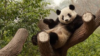 Video Lucu Kelakuan Panda Yang Menggemaskan ~ Tahan Tawa