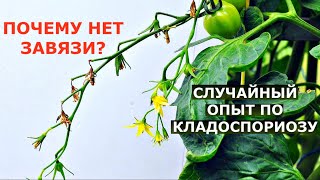 Почему ОПАДАЮТ ЦВЕТЫ на помидорах? А также томат, устойчивый КЛАДОСПОРИОЗУ.