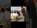 aggressive fatehjhanghi #domailmandiupdate #eiduladha2026 #cow #jaffarmandi #gondal #eidmubarak