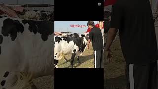 aggressive fatehjhanghi #domailmandiupdate #eiduladha2026 #cow #jaffarmandi #gondal #eidmubarak