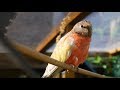 My Aviaries Today - Canaries, Finches, Parakeets, Budgies and Cockatiels