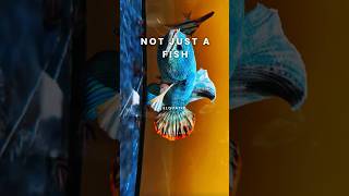 This Fish Moves Like A King