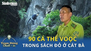 Cá thể Voọc cực quý hiếm trong sách đỏ còn sót lại trên đảo Cát Bà | Trạm Dừng