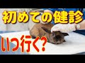 初めての【うさぎ健康診断】いつ連れていくべき？#9 うさぎの飼い方Vol.3