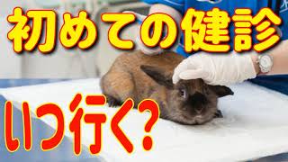 初めての【うさぎ健康診断】いつ連れていくべき？#9 うさぎの飼い方Vol.3