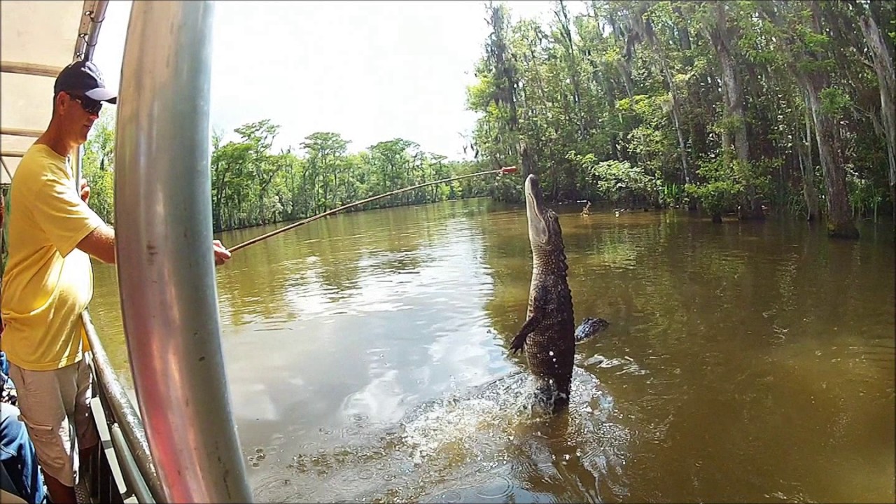 pyle casa gator misses and blames other guy