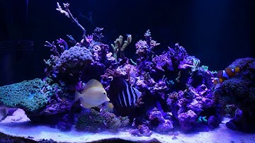 arduino and reef aquarium vol 2