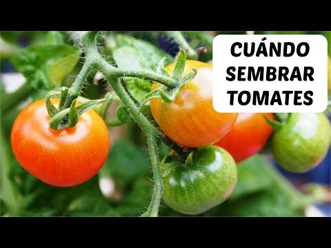 Video: Cuándo Sembrar Tomates Para Plántulas En