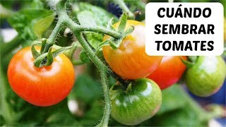 Cuándo plantar tomates