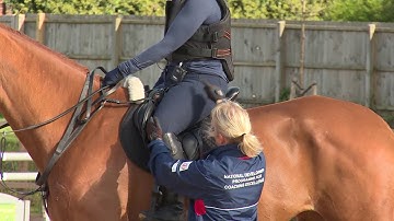 Young Horse Showjumping Training Part 2