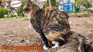 Cat poops in the place that other cats had pooped