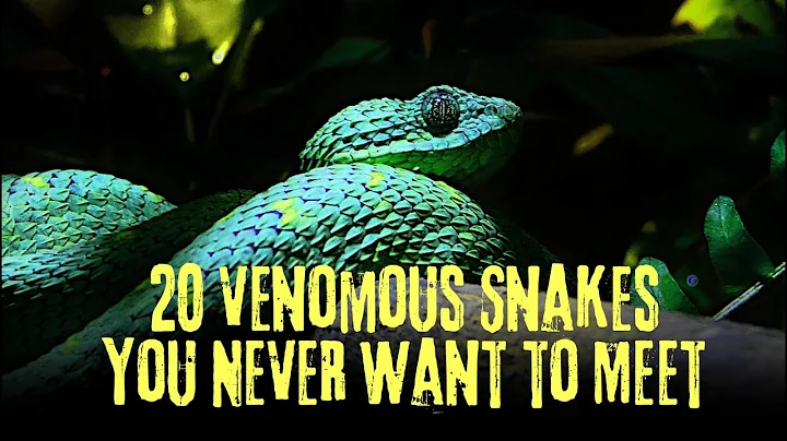 ⚠️ 20 DEADLIEST Venomous Snakes in the World You NEVER Want to Meet | Facts & Where They Live