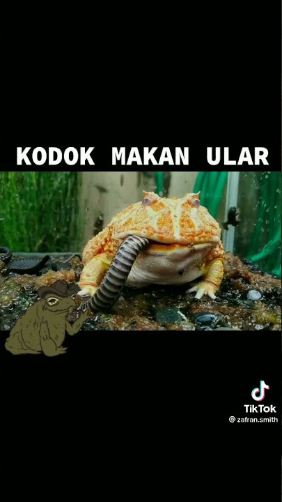 KODOK MAKAN ULAR... #predator #fly #fyp #hewan #tiktok #kodok #hewanlucu