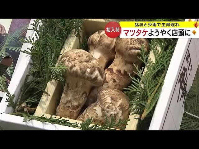 岡山県産 極上極太蕾松茸 ２９本 １．９kg以上 １０月７日採取-