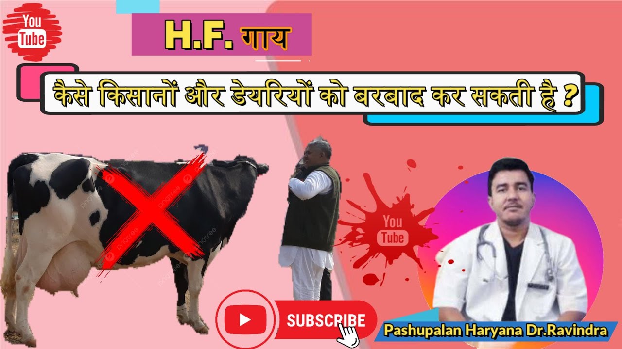 HF Cow facing Problem Solution HF Gay Ke Nuksan HF Gay Ke Bare Mein