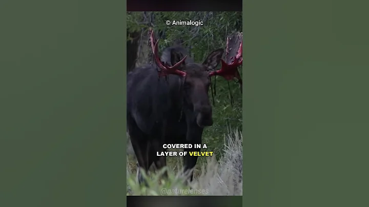 Why Do Deer Shed Their Antlers?😱,antler facts,antler regrowth, wildlife insights,Deer antler,