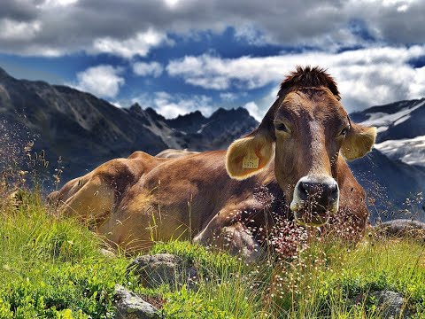 Why Cows Are Not Responsible For Climate Change