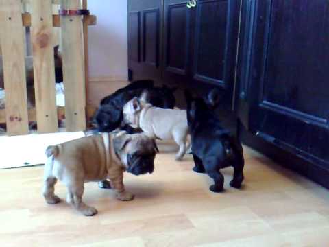 French bulldog // Buldog Francuski hodowla Corine ...