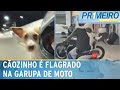 Flagra: Cãozinho é levado na garupa de moto | Primeiro Impacto (06/06/24)