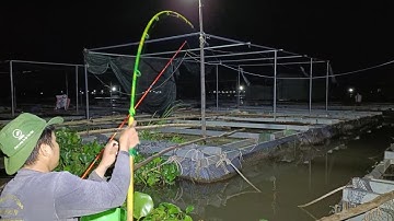 Kinh Khủng Đang Câu Ổ Cá Chép, Cá Cóc, Cá Chim Gặp Cục Đen Thui Này Bỏ Cần Luôn | Câu Cá Trên Bè 407