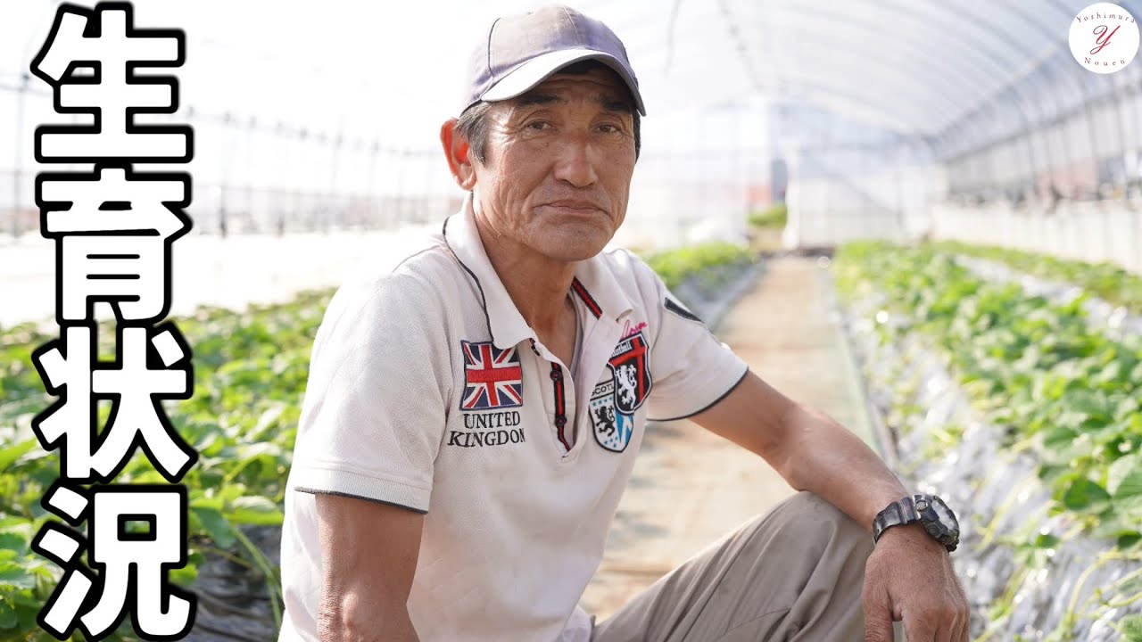 Strawberry cultivation] Growth status and management in early