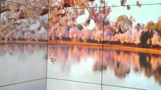 Famous Sharp i3 Wall at CES 2011 Net Worth