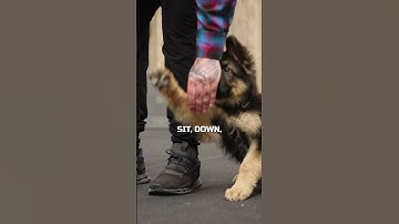 Everything You NEED TO KNOW To Train Your PUPPY!