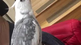 Cockatiel mimics R2D2