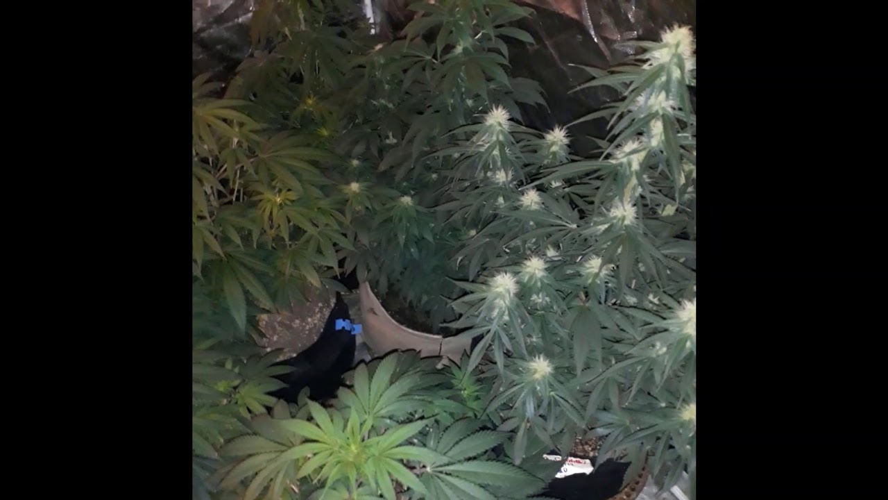 Glukie Breath (thugPug Genetics) Week 2 Flower with Dutchman420