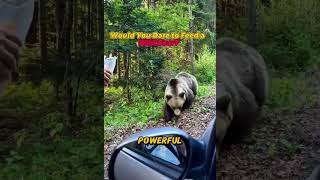Would You Dare To Feed A Wild Bear?