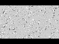 Abstract Height Map Pattern Loop Animation Light | QuietQuests