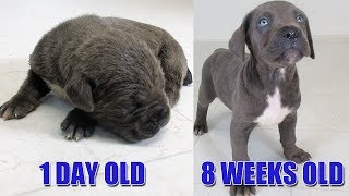 Watch Our Puppy Grow Up From 1 Day To 8 Weeks Old  Cane Corso