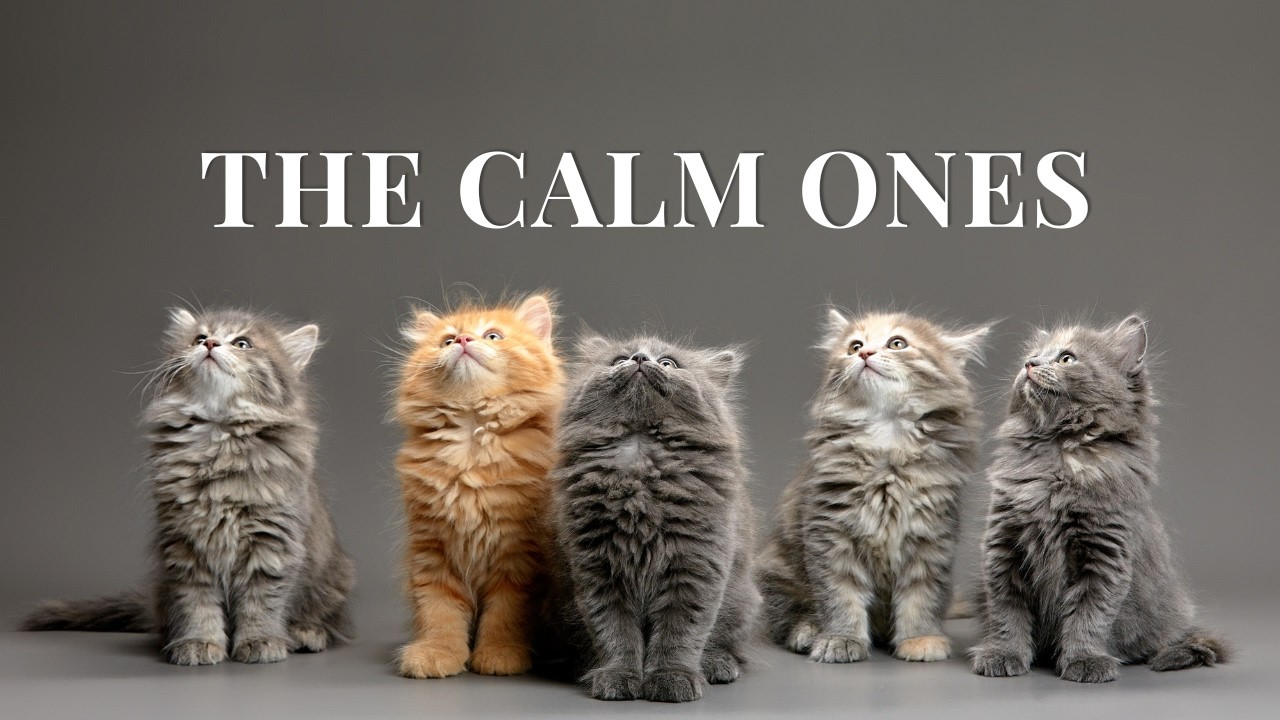 Best Cat Breeds for Beginners | Calm & Affectionate Cats