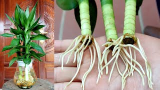 Как вырастить Dracaena Deremensis из черенков на воде просто и легко