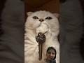 #cat #cats #funny #pets #animals #shorts #catvideos #catshorts