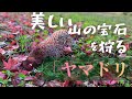 #25 綺麗な雄ヤマドリを獲った日。