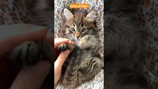 cute kitten #animals #4k #cute #play