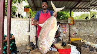 Download Lagu KASIMEDU 🔥 SPEED SELVAM | BIG PARRAI FISH 🐟 AMAZING CUTTING | N M FISH CUTTING 🔪 MP3