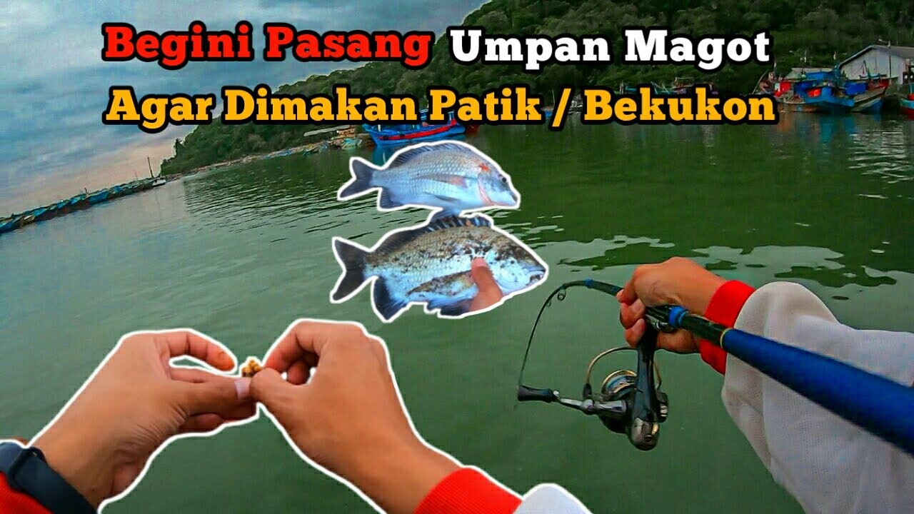 GACOR‼️Cara Yang Benar Pasang Umpan Ulat Maggot Agar Strike Ikan Patik / Bekukon / Kakap Batu