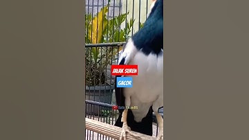[asmr] Jalak Suren Gacor Terapi Jalak Suren Macet, Jalak Suren Muda Agar Cepat Gacor #shorts #asmr