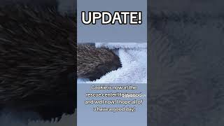 Update on cookie#cute #headchog#trending #new #amazing #troopers #announcement #baby