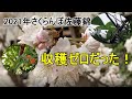 2021年さくらんぼ佐藤錦は収穫ゼロだった！