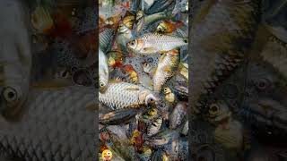 amazing fish 🎣😀 #viral #funny #comedy #shorts #amazing #trending #food #travel #fish