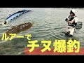 【クロダイ大爆釣】パターンにハマればチヌはこんなに簡単に釣れる
