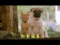 小猫咪和哈巴狗成了“好兄弟”，在农场胡作非为，搞笑动物电影